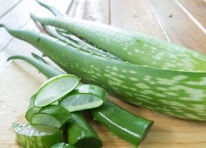 picture of aloe vera