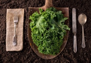 Kale organic farm to table healthy eating concept on soil background