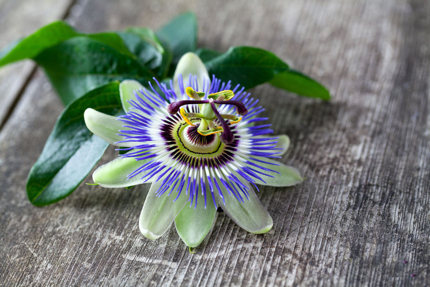 Passion flower for sleep support