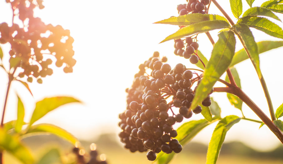 Elderberry