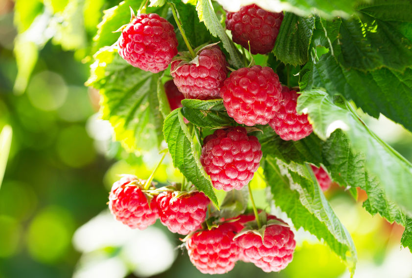 Raspberry leaves are rockstars