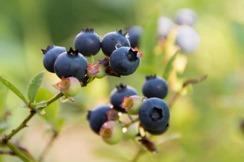 Beautiful bilberry