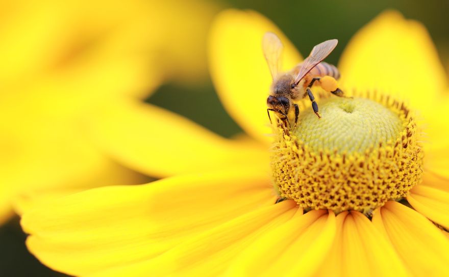 The bees knees